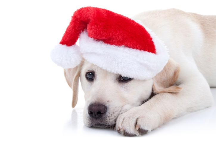 Pet Care During Holidays | Leaving Pets at Home or a Boarding Facility