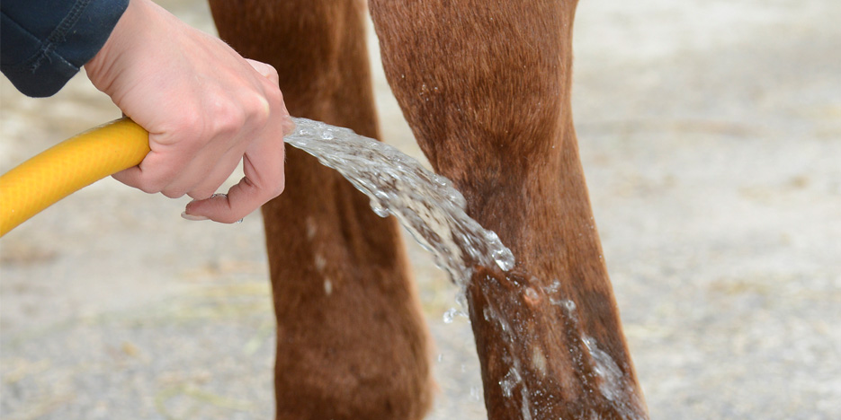 Managing Horses During the Rainy Season