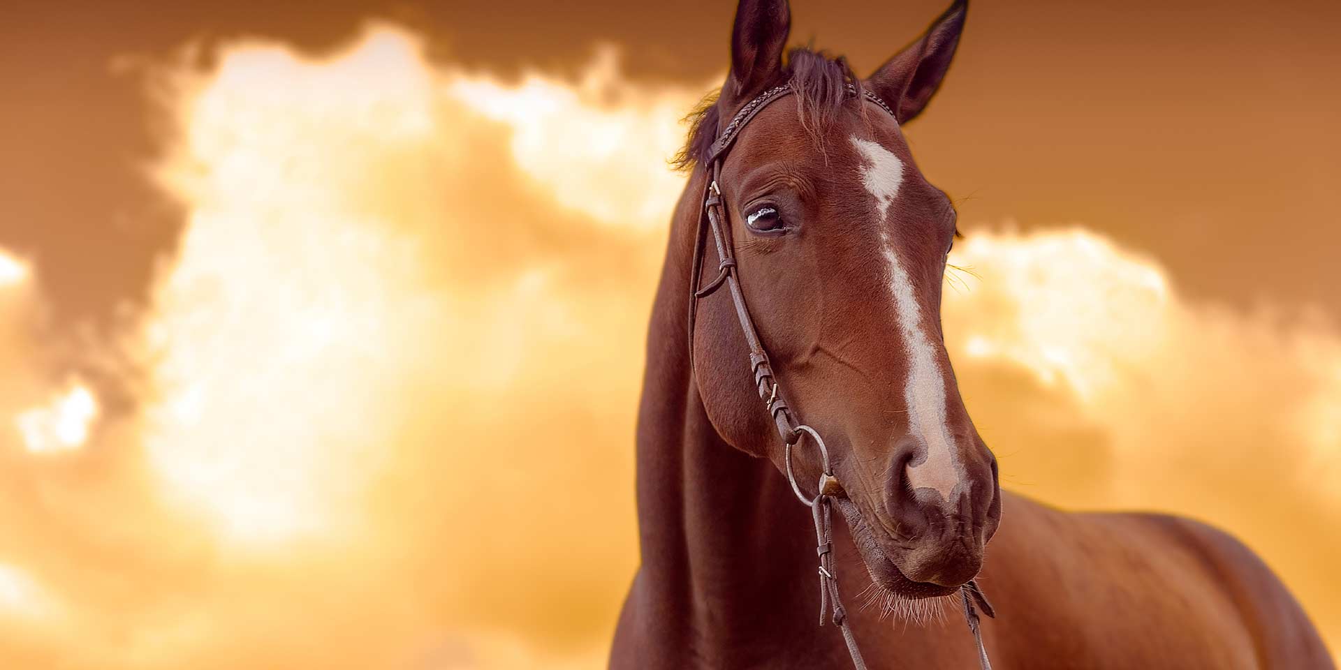 A horse with the sunset.