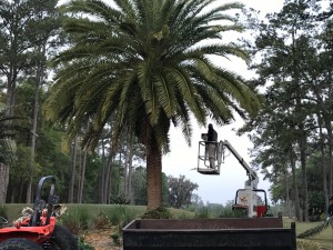 Trimming Trees