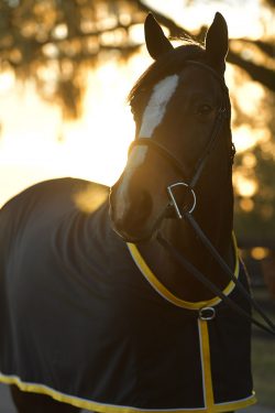 Horse In Sunlight